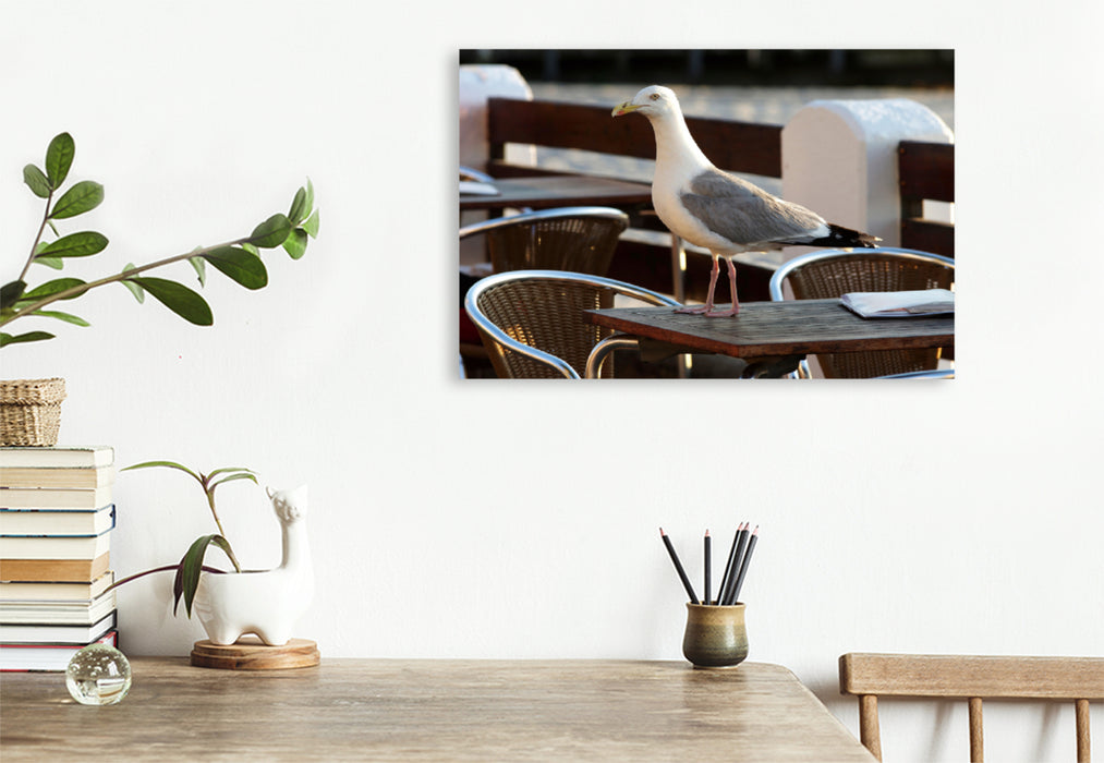 Premium textile canvas Premium textile canvas 120 cm x 80 cm landscape Sly seagull looking for food 