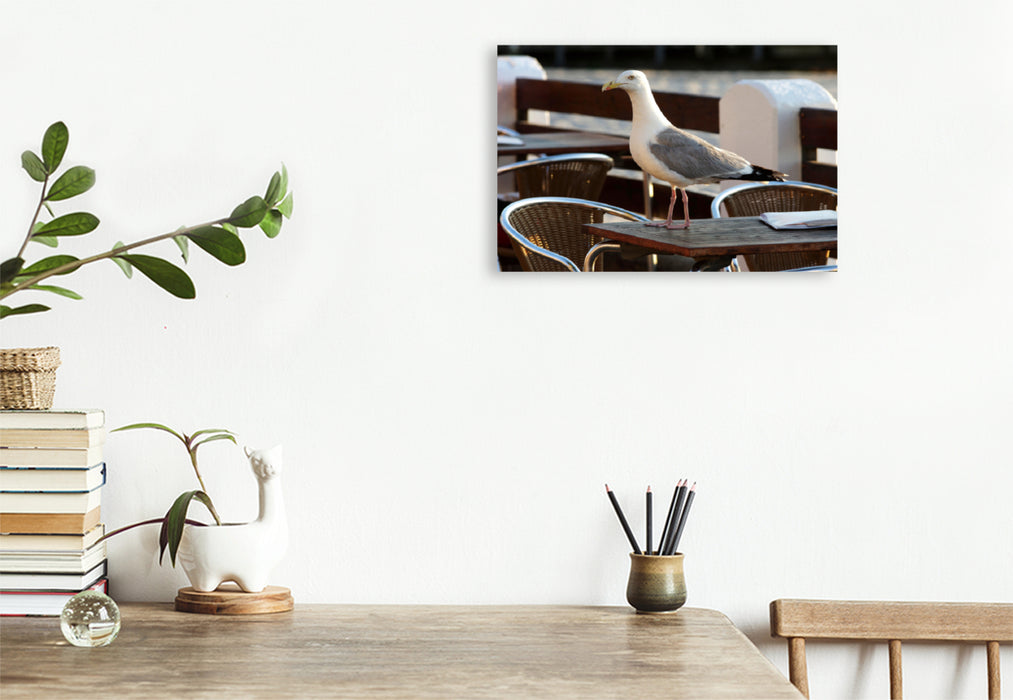 Premium textile canvas Premium textile canvas 120 cm x 80 cm landscape Sly seagull looking for food 