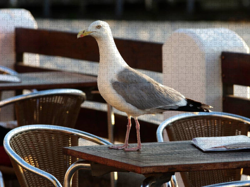 Schlaue Möwe auf Futtersuche - CALVENDO Foto-Puzzle'