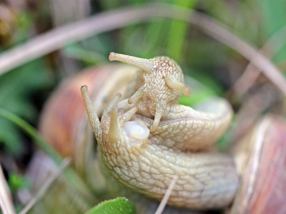 Paarung der Weinbergschnecke (Helix pomatia) - CALVENDO Foto-Puzzle'