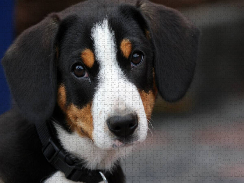 Hund - CALVENDO Foto-Puzzle'