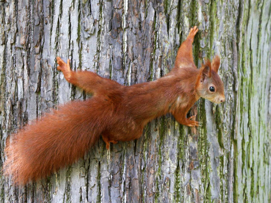 Eichhörnchen - CALVENDO Foto-Puzzle'