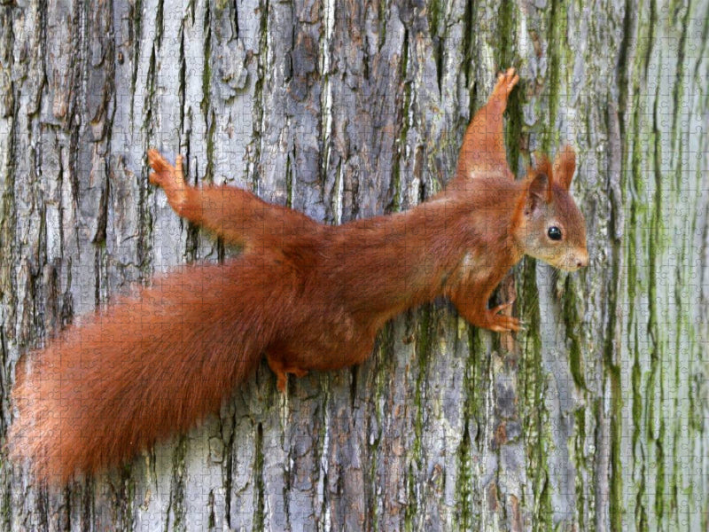Eichhörnchen - CALVENDO Foto-Puzzle'