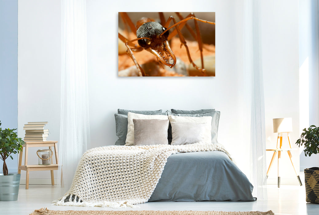 Premium Textil-Leinwand Premium Textil-Leinwand 120 cm x 80 cm quer Ein Motiv aus dem Kalender Exotische Ameisen