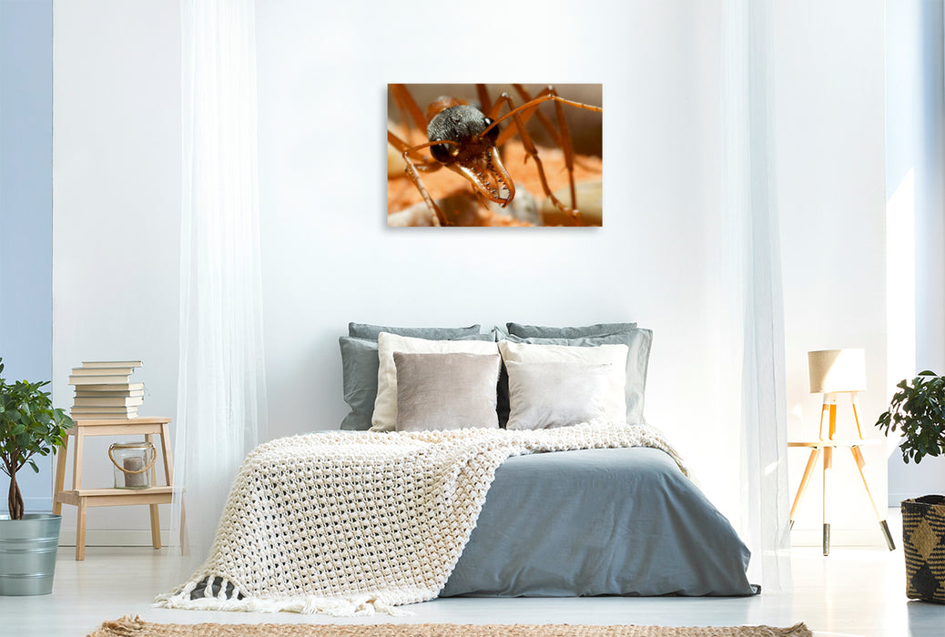 Premium Textil-Leinwand Premium Textil-Leinwand 120 cm x 80 cm quer Ein Motiv aus dem Kalender Exotische Ameisen