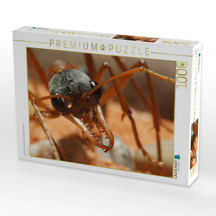 Ein Motiv aus dem Kalender Exotische Ameisen - CALVENDO Foto-Puzzle'