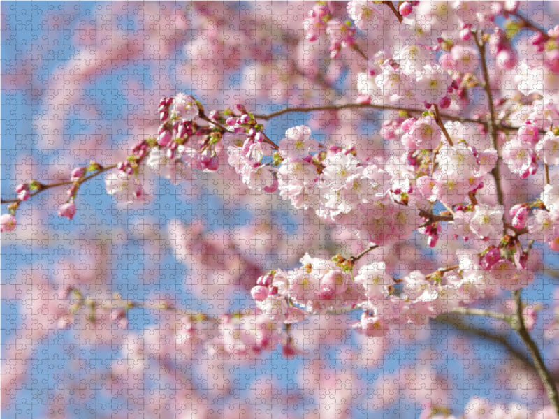 Mandelblüten Baum 1000 Teile Puzzle quer - CALVENDO Foto-Puzzle'