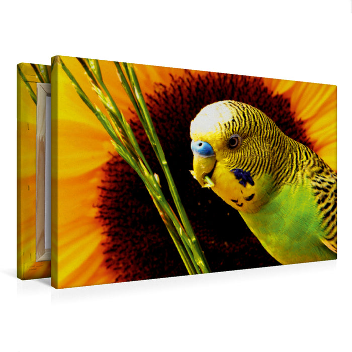 Premium Textil-Leinwand Naturwellensittich