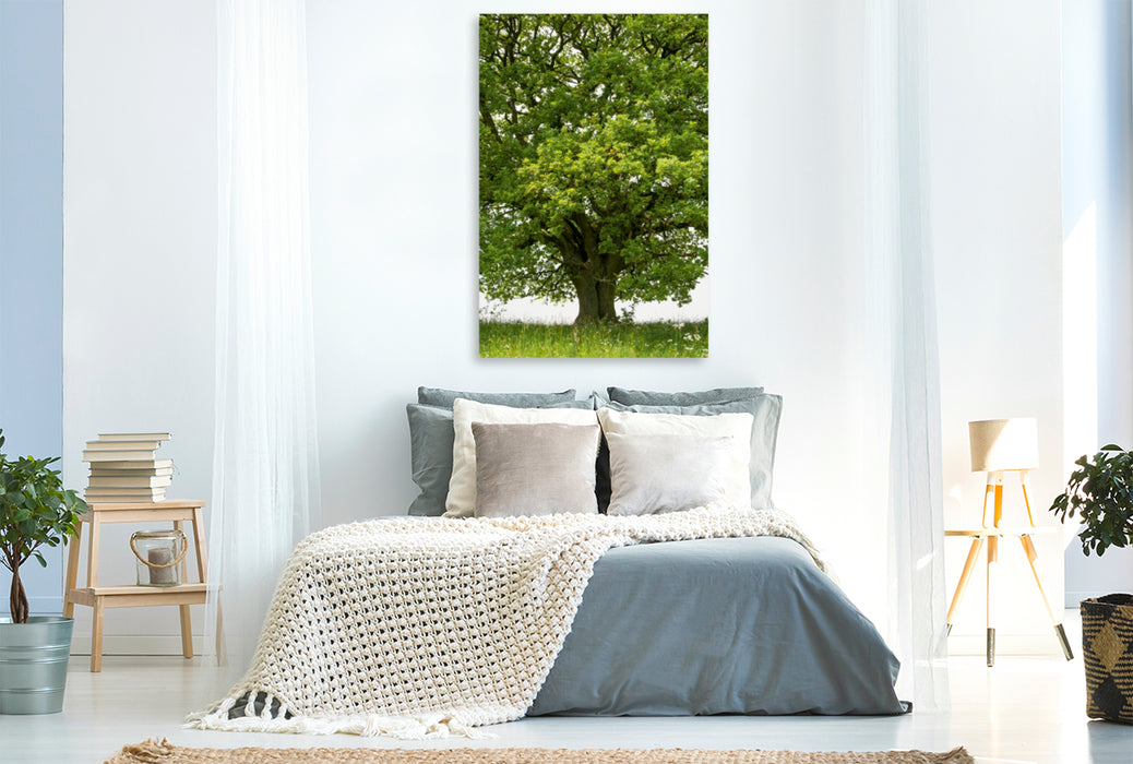 Premium Textil-Leinwand Premium Textil-Leinwand 80 cm x 120 cm  hoch Mai: Das Maiengrün schmückt die Eiche, der Vorsommer naht.