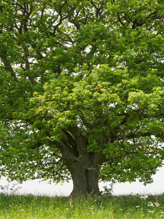 Mai: Das Maiengrün schmückt die Eiche, der Vorsommer naht. - CALVENDO Foto-Puzzle'