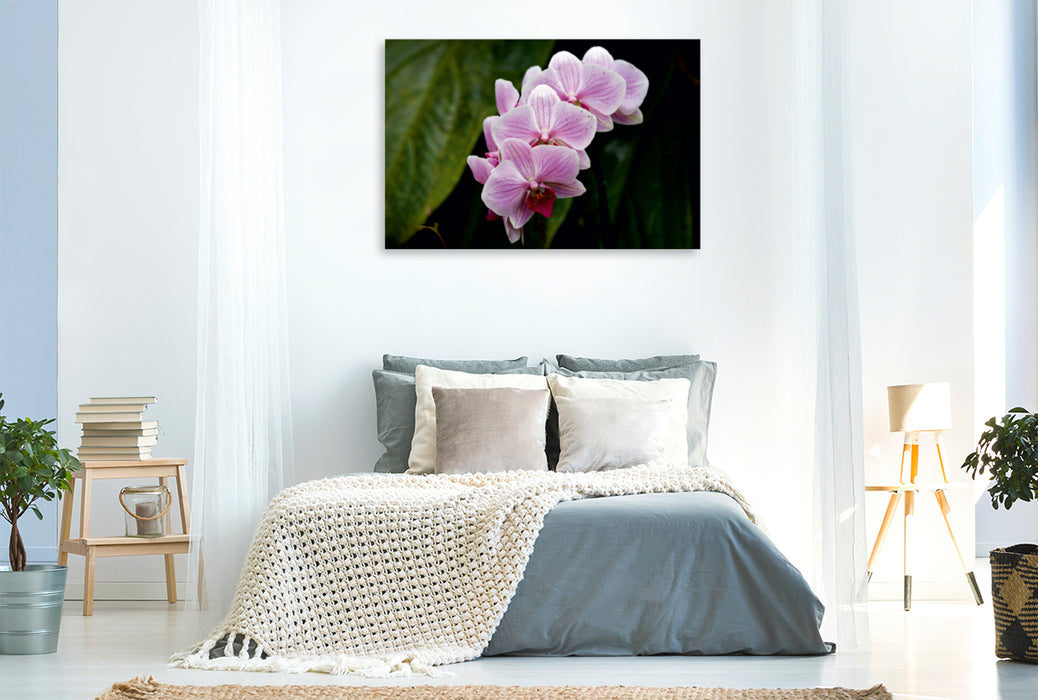 Premium Textil-Leinwand Premium Textil-Leinwand 120 cm x 80 cm quer Rosa Orchideen
