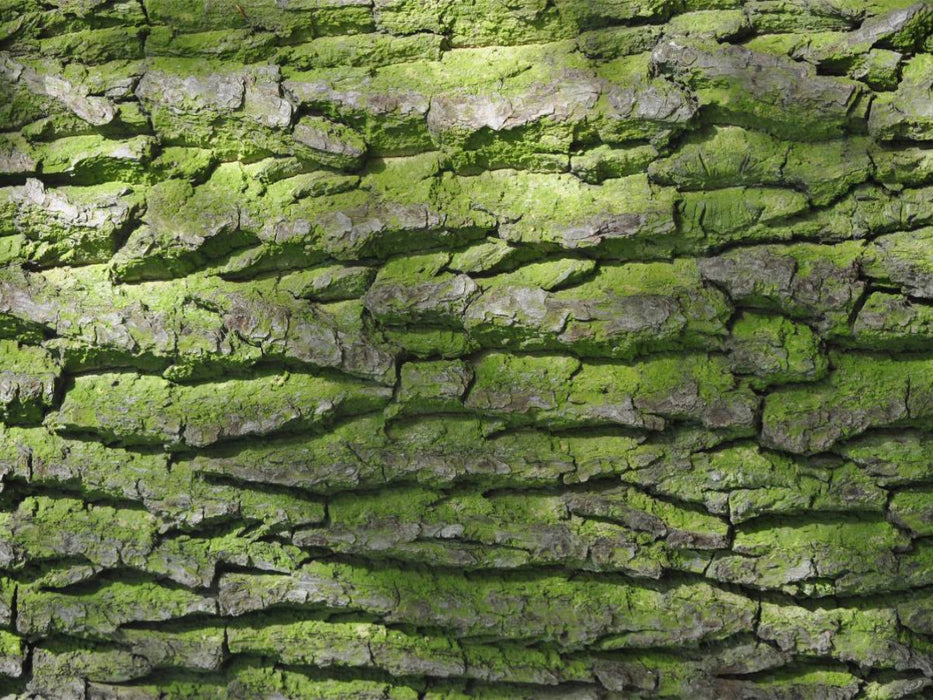 Die Baumrinde - CALVENDO Foto-Puzzle'