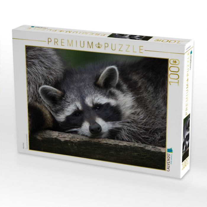 Waschbär - CALVENDO Foto-Puzzle'