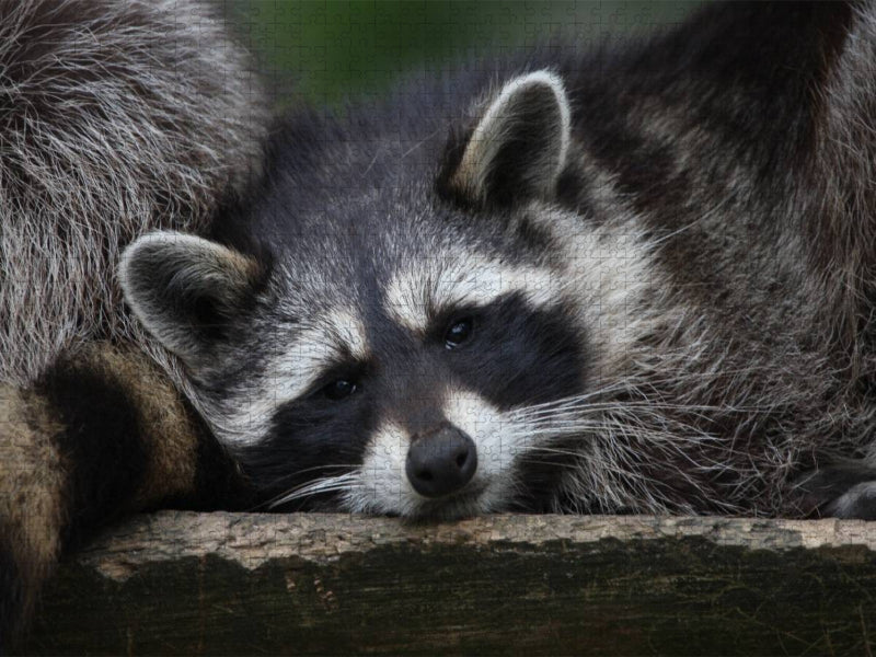 Waschbär - CALVENDO Foto-Puzzle'
