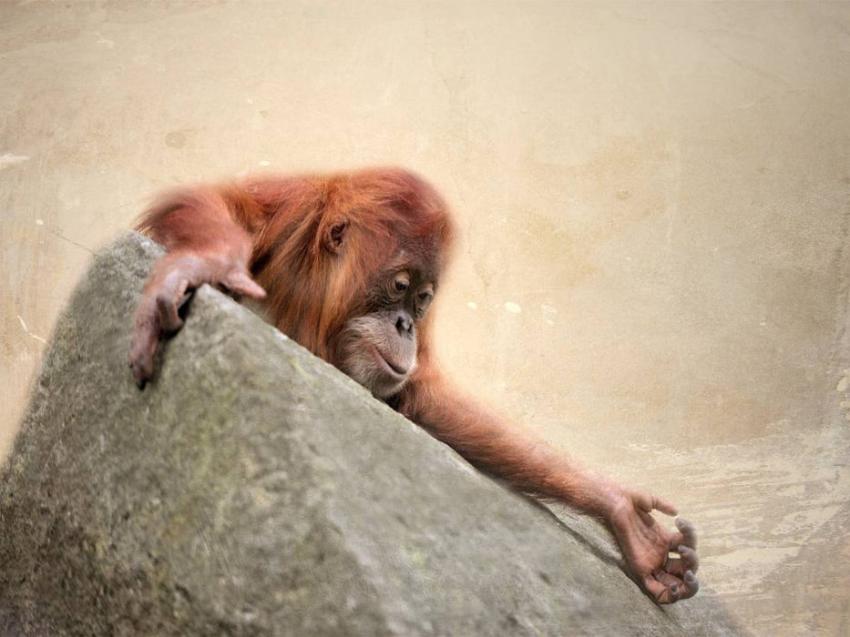 Kleiner Orang Utan - CALVENDO Foto-Puzzle'