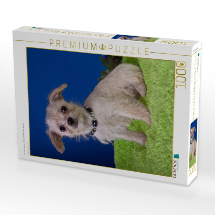 Ein Motiv aus dem Kalender Chihuahua Welpen - CALVENDO Foto-Puzzle'