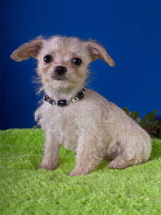 Ein Motiv aus dem Kalender Chihuahua Welpen - CALVENDO Foto-Puzzle'