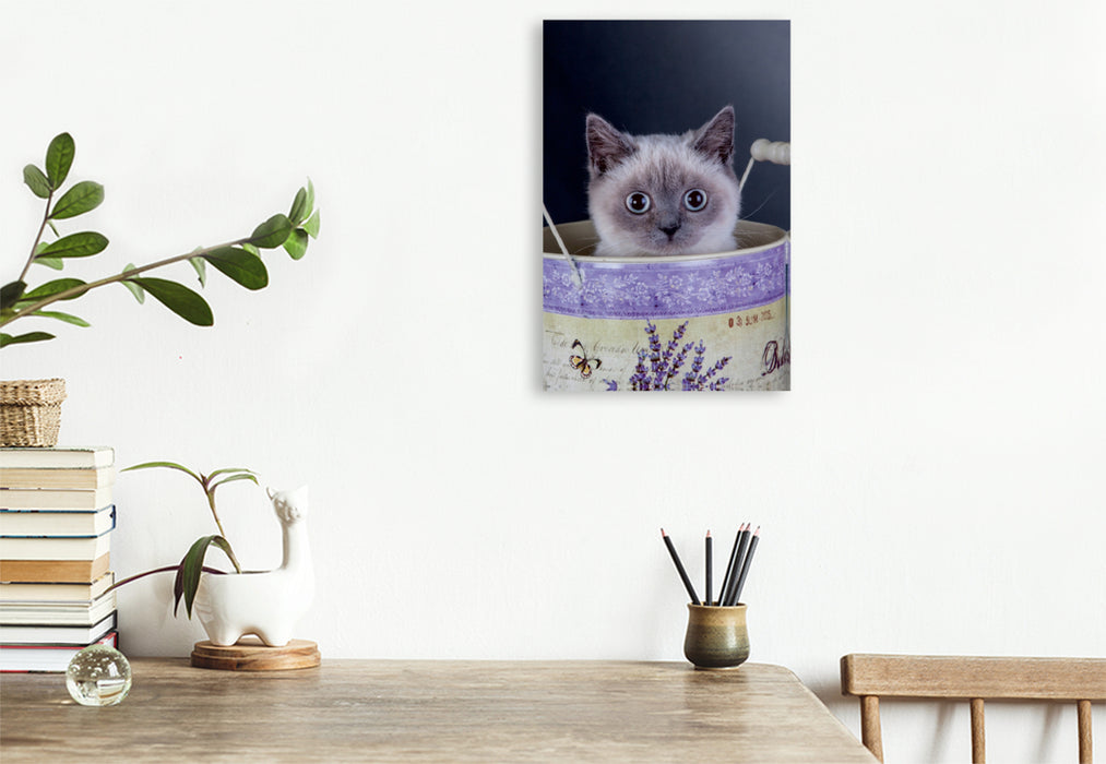 Premium Textil-Leinwand Premium Textil-Leinwand 30 cm x 45 cm hoch Ein Motiv aus dem Kalender Britisch Kurzhaar Katzen