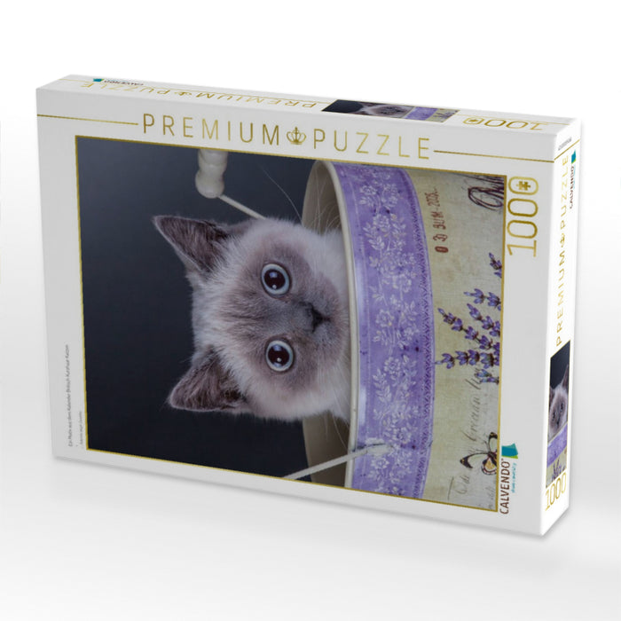 Ein Motiv aus dem Kalender Britisch Kurzhaar Katzen - CALVENDO Foto-Puzzle'