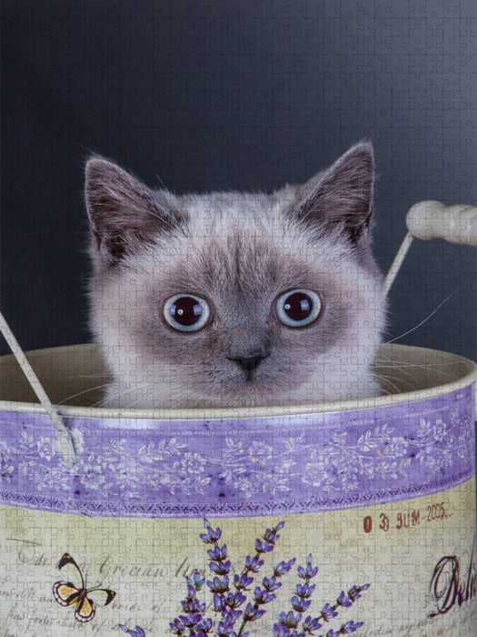 Ein Motiv aus dem Kalender Britisch Kurzhaar Katzen - CALVENDO Foto-Puzzle'