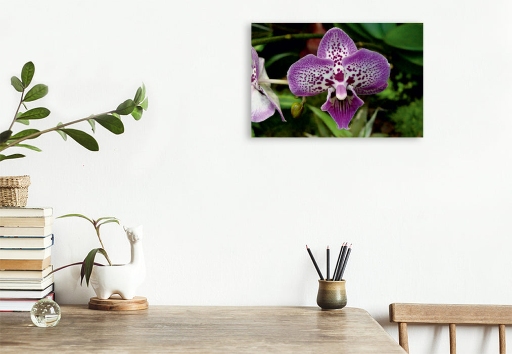 Premium Textil-Leinwand Premium Textil-Leinwand 75 cm x 50 cm quer Ein Motiv aus dem Kalender Farbenreiche Orchideen