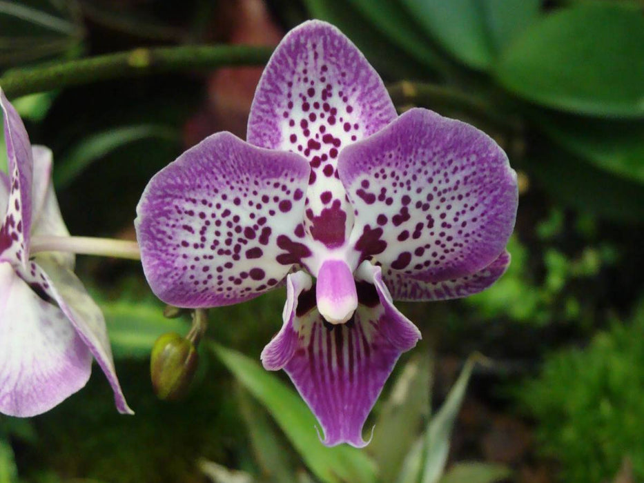 Ein Motiv aus dem Kalender Farbenreiche Orchideen - CALVENDO Foto-Puzzle'