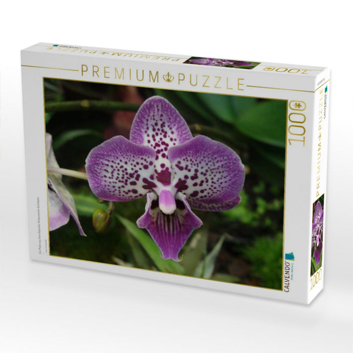 Ein Motiv aus dem Kalender Farbenreiche Orchideen - CALVENDO Foto-Puzzle'