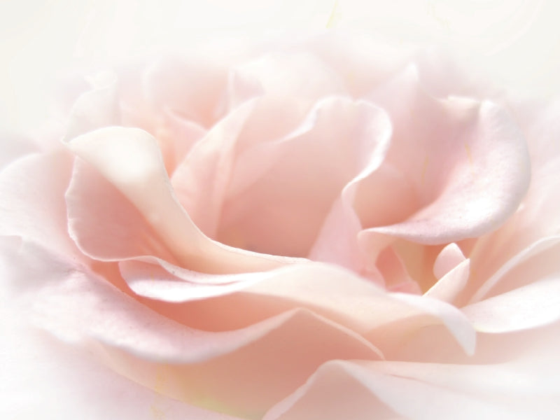 La rose rose - Puzzle photo CALVENDO 