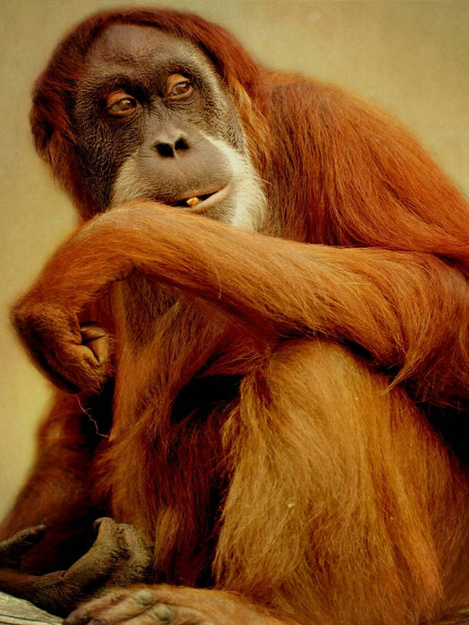 Naschender Orang Utan - CALVENDO Foto-Puzzle'