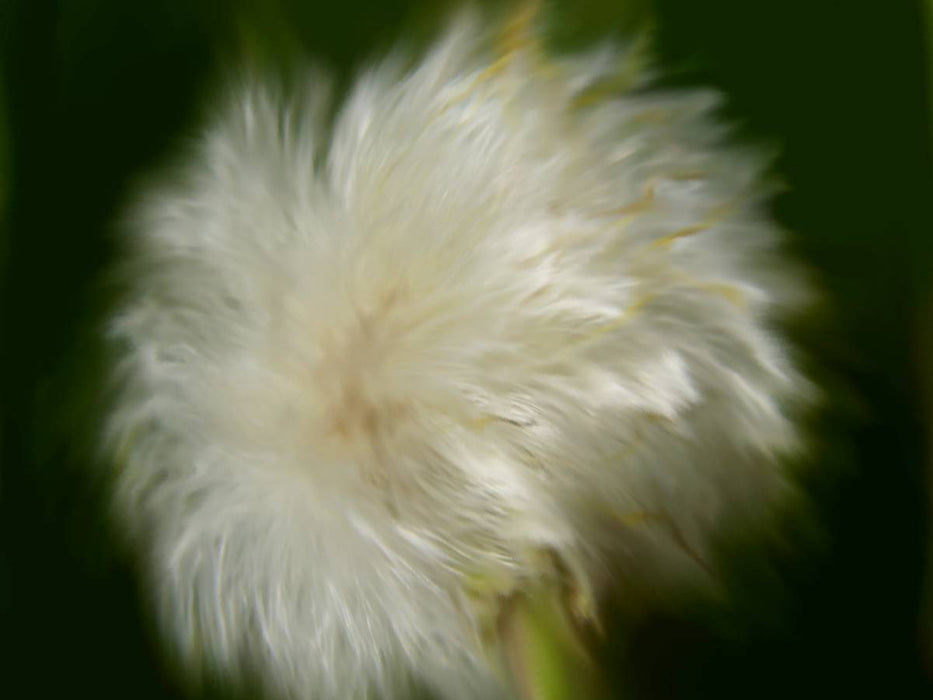Wilde Pusteblume - CALVENDO Foto-Puzzle'
