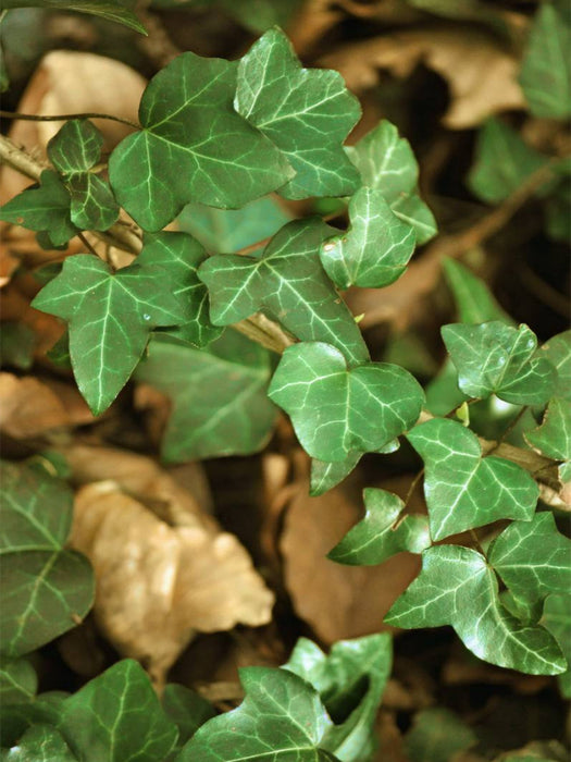 Efeuranke - CALVENDO Foto-Puzzle'