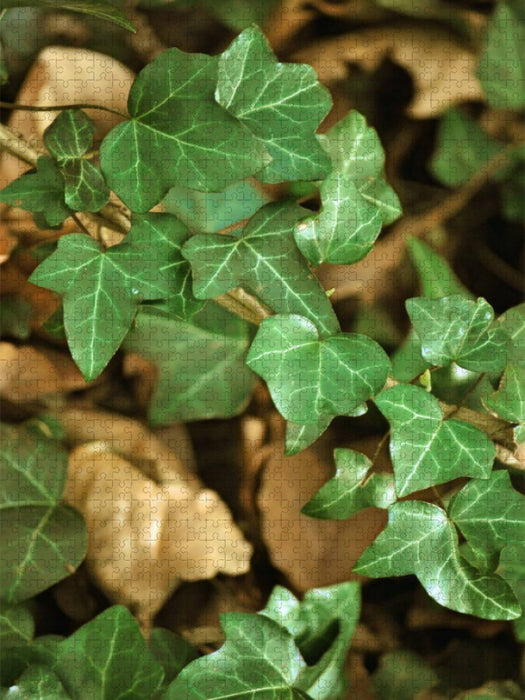 Efeuranke - CALVENDO Foto-Puzzle'