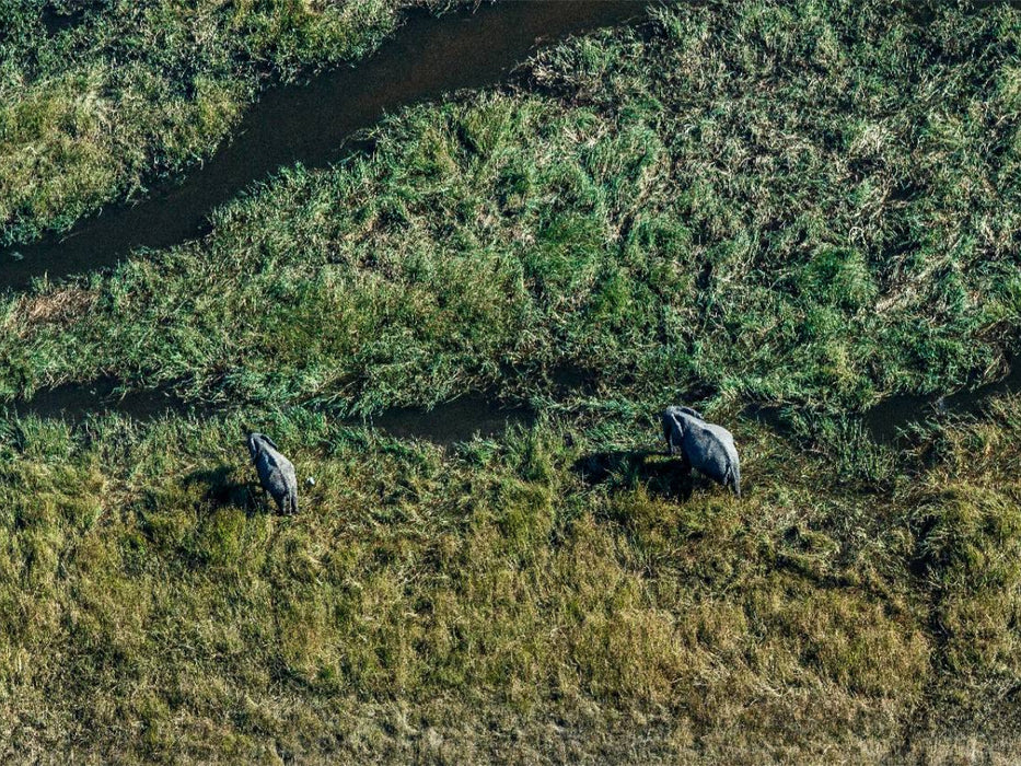 Moremi Nationalpark / Botswana - CALVENDO Foto-Puzzle'