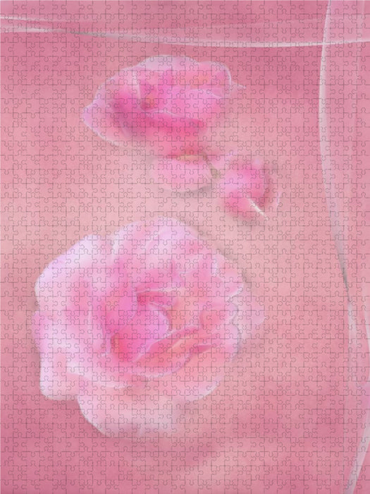 Die zarten Rosenblüten 1000 Teile Puzzle hoch - CALVENDO Foto-Puzzle'