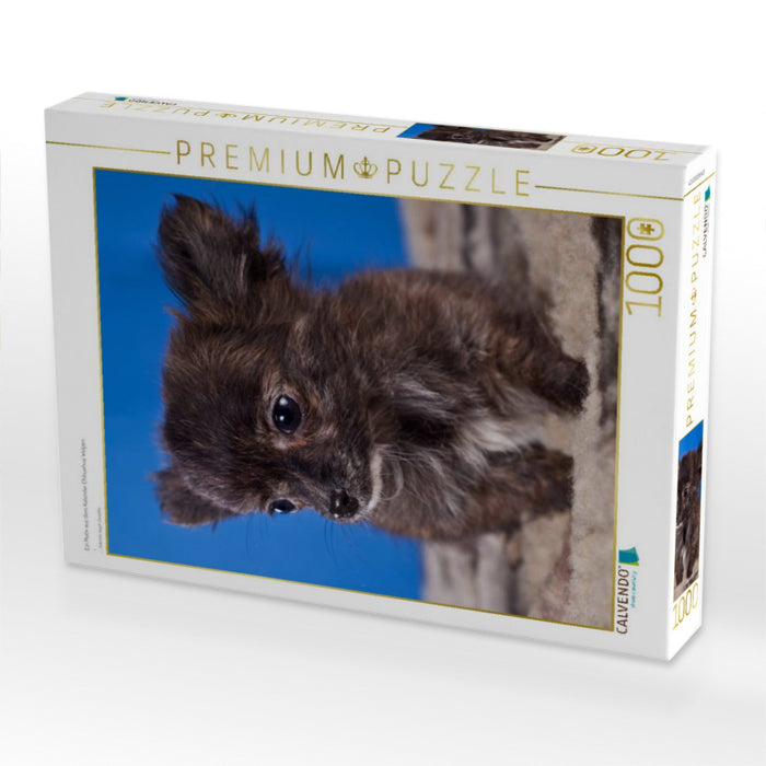 Ein Motiv aus dem Kalender Chihuahua Welpen - CALVENDO Foto-Puzzle'