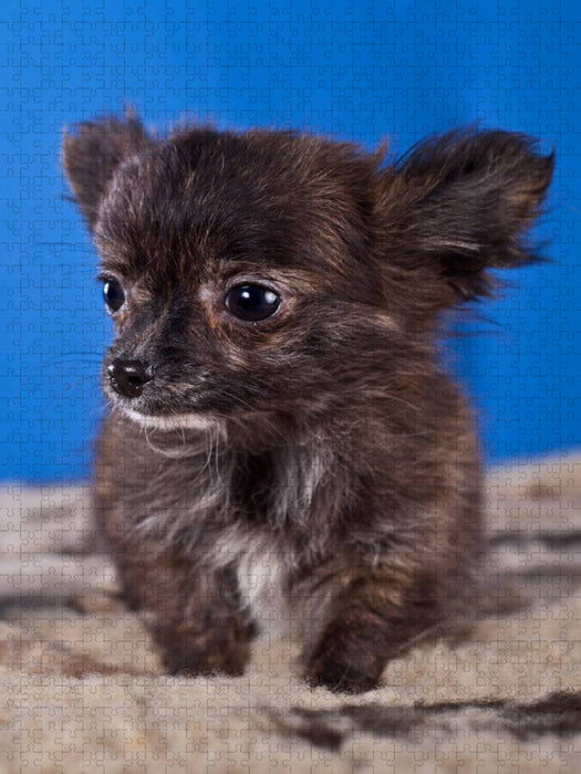 Ein Motiv aus dem Kalender Chihuahua Welpen - CALVENDO Foto-Puzzle'