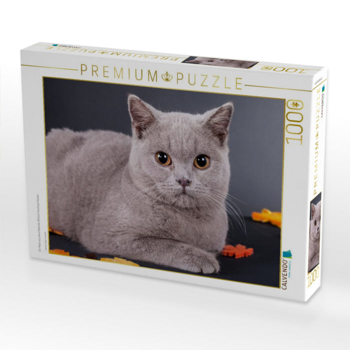 Ein Motiv aus dem Kalender Britisch Kurzhaar Katzen - CALVENDO Foto-Puzzle'