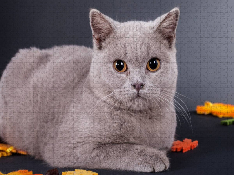 Ein Motiv aus dem Kalender Britisch Kurzhaar Katzen - CALVENDO Foto-Puzzle'