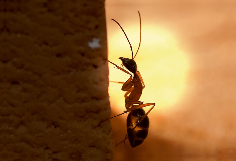 Premium Textil-Leinwand Camponotus nigriceps