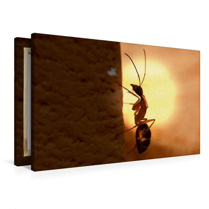 Premium Textil-Leinwand Camponotus nigriceps