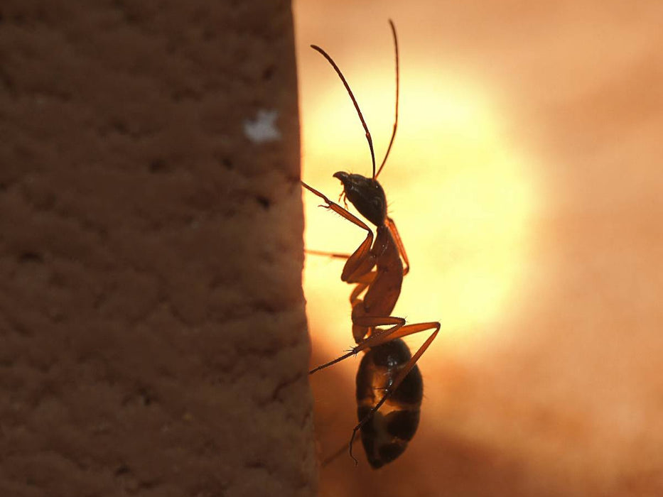 Camponotus nigriceps - CALVENDO Foto-Puzzle'