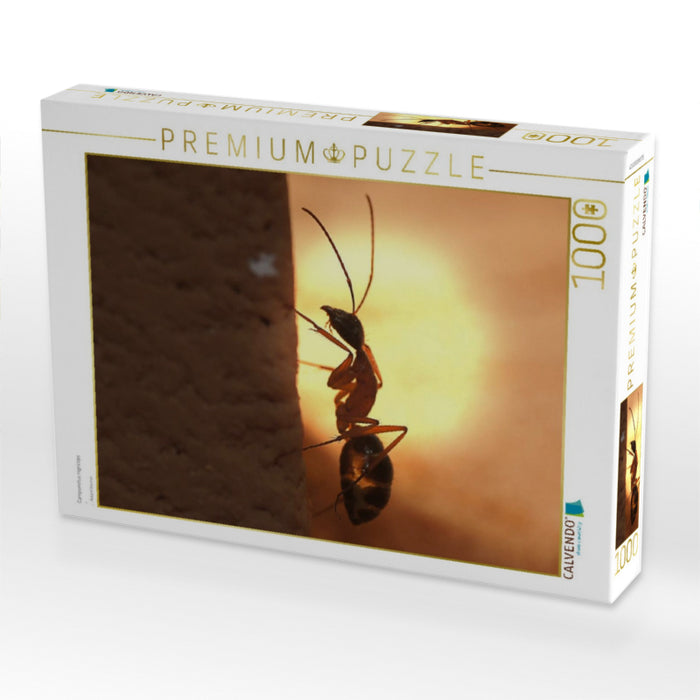 Camponotus nigriceps - CALVENDO Foto-Puzzle'