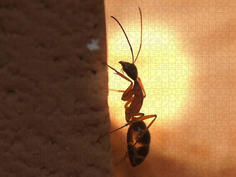 Camponotus nigriceps - CALVENDO Foto-Puzzle'