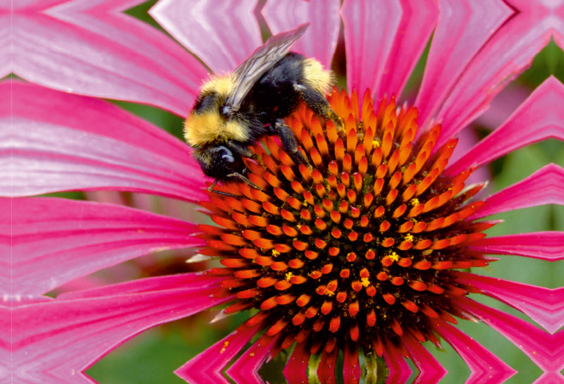 Premium Textil-Leinwand Hummel auf Echinacea