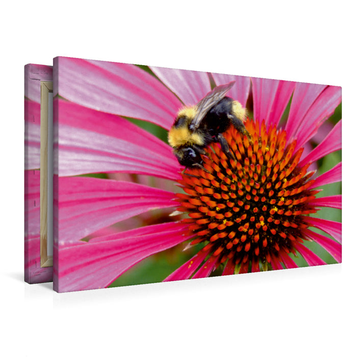 Premium Textil-Leinwand Hummel auf Echinacea