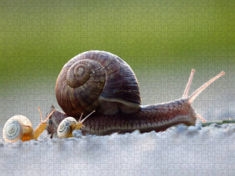 Ein Motiv aus dem Kalender at Schneckentempo durch das Jahr - CALVENDO Foto-Puzzle'
