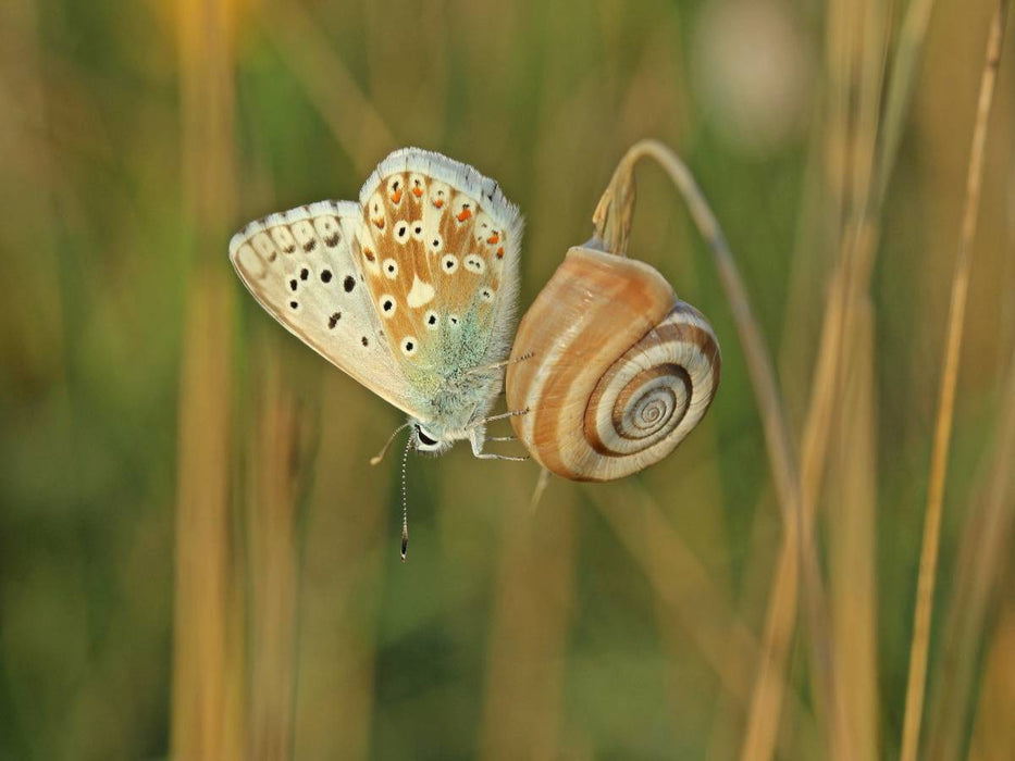 Westliche Heideschnecke (Helicella itala) mit Silbergrünem Bläuling (Polyommatus coridon) - CALVENDO Foto-Puzzle'
