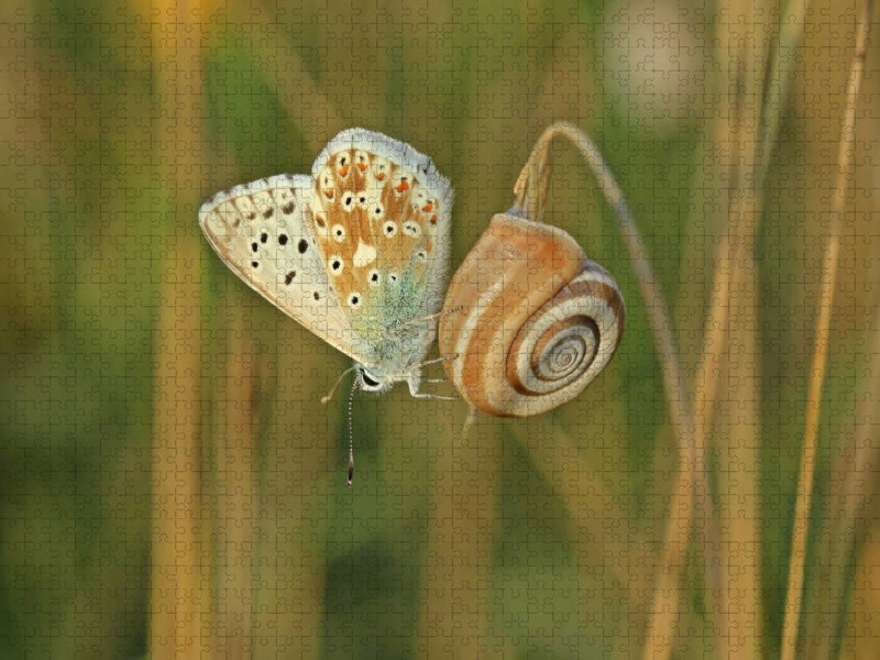 Westliche Heideschnecke (Helicella itala) mit Silbergrünem Bläuling (Polyommatus coridon) - CALVENDO Foto-Puzzle'