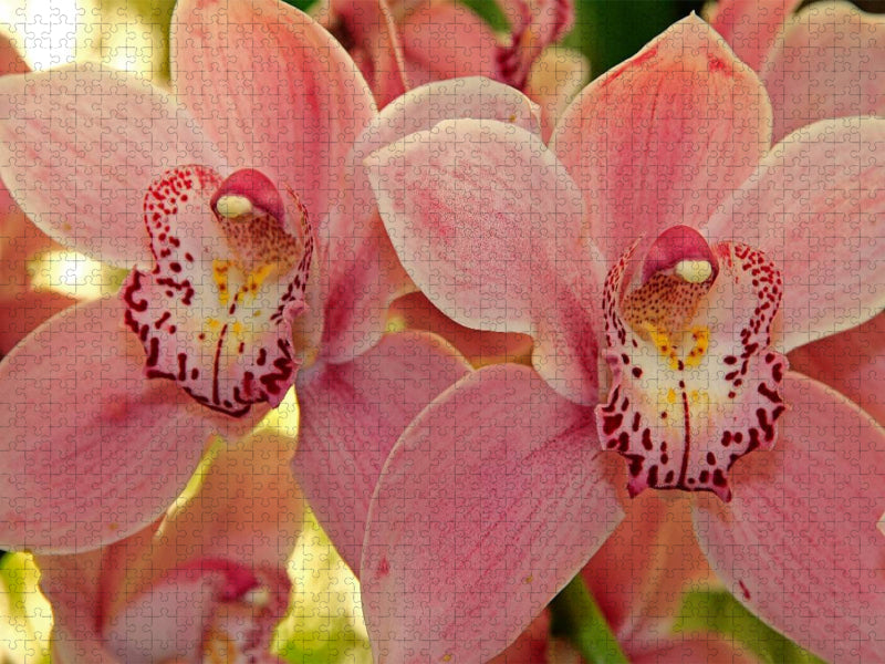 Orchideen - CALVENDO Foto-Puzzle'
