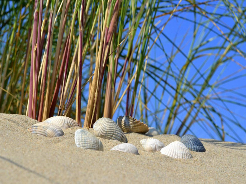 Muscheln in der Düne - CALVENDO Foto-Puzzle'